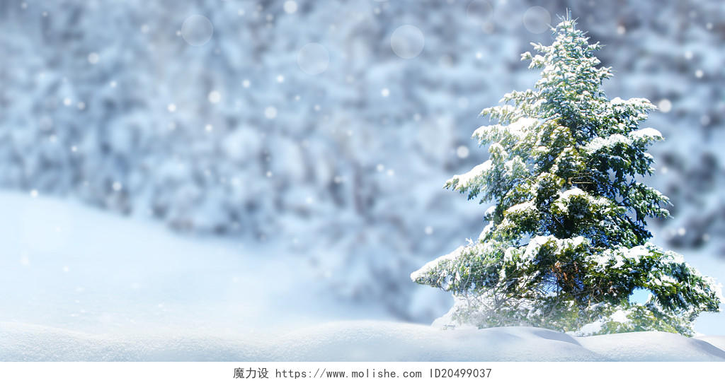 蓝色小清新简约雪地雪景松树下雪光影雪花小寒背景